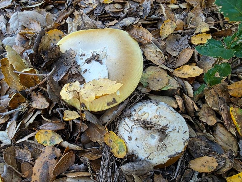 Santa Cruz Mountains 2