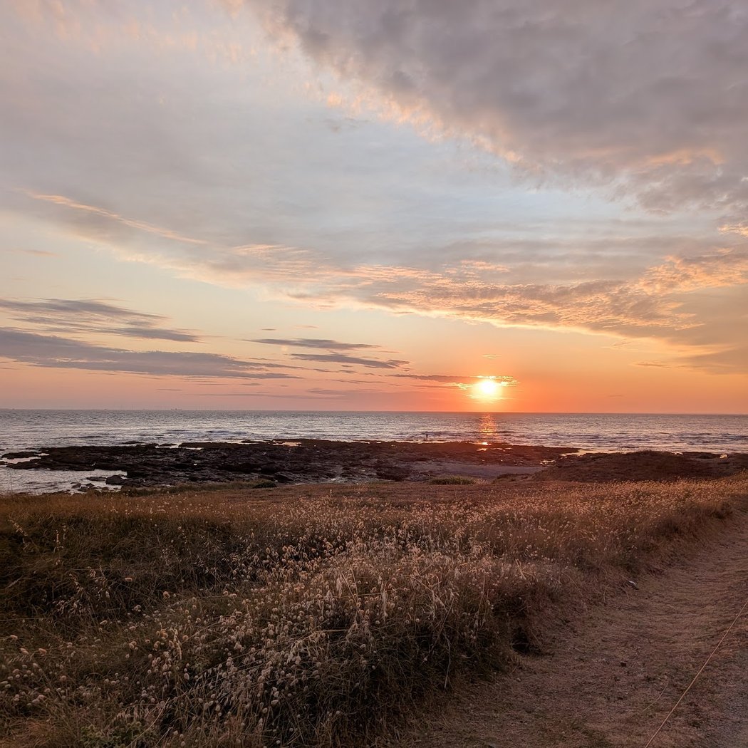 Découverte de l'algue sur le littoral préfaillais 3