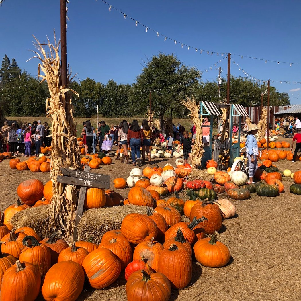 Hall's Pumpkin Farm 1