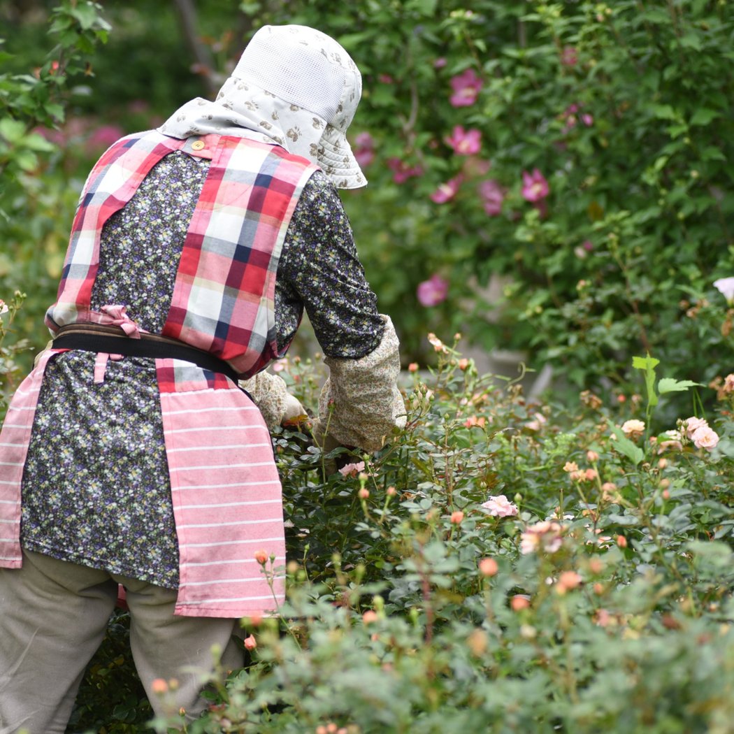 Rose Care with the Master Gardeners 1