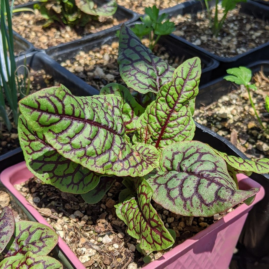 Mostly Natives Nursery 1