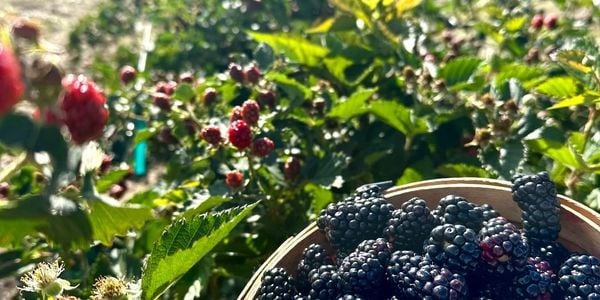 Berry Walk 3
