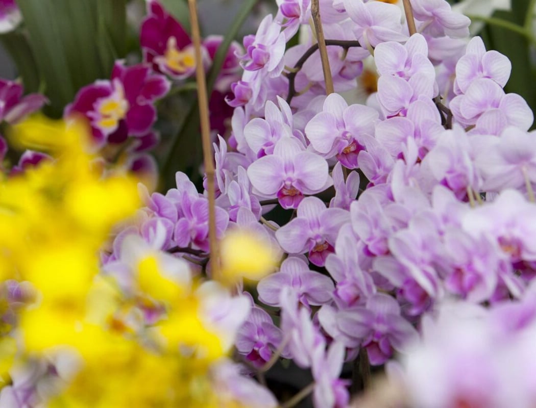 Burbank Farmers Market