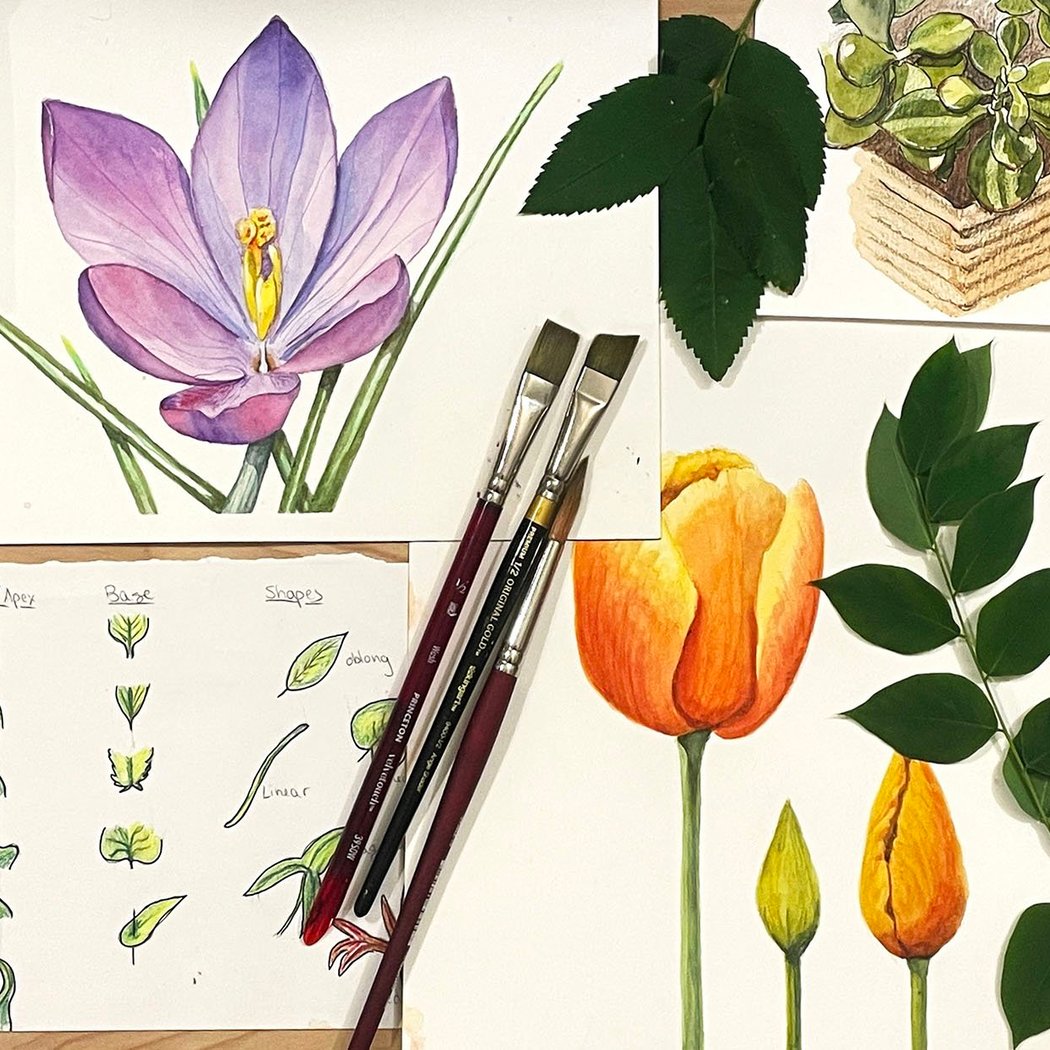 Botanical Sketching With Watercolors