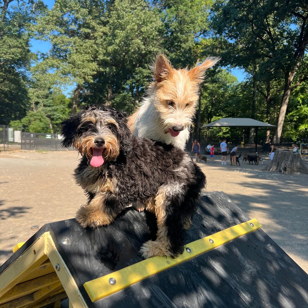 Brookdale Dog Park 1