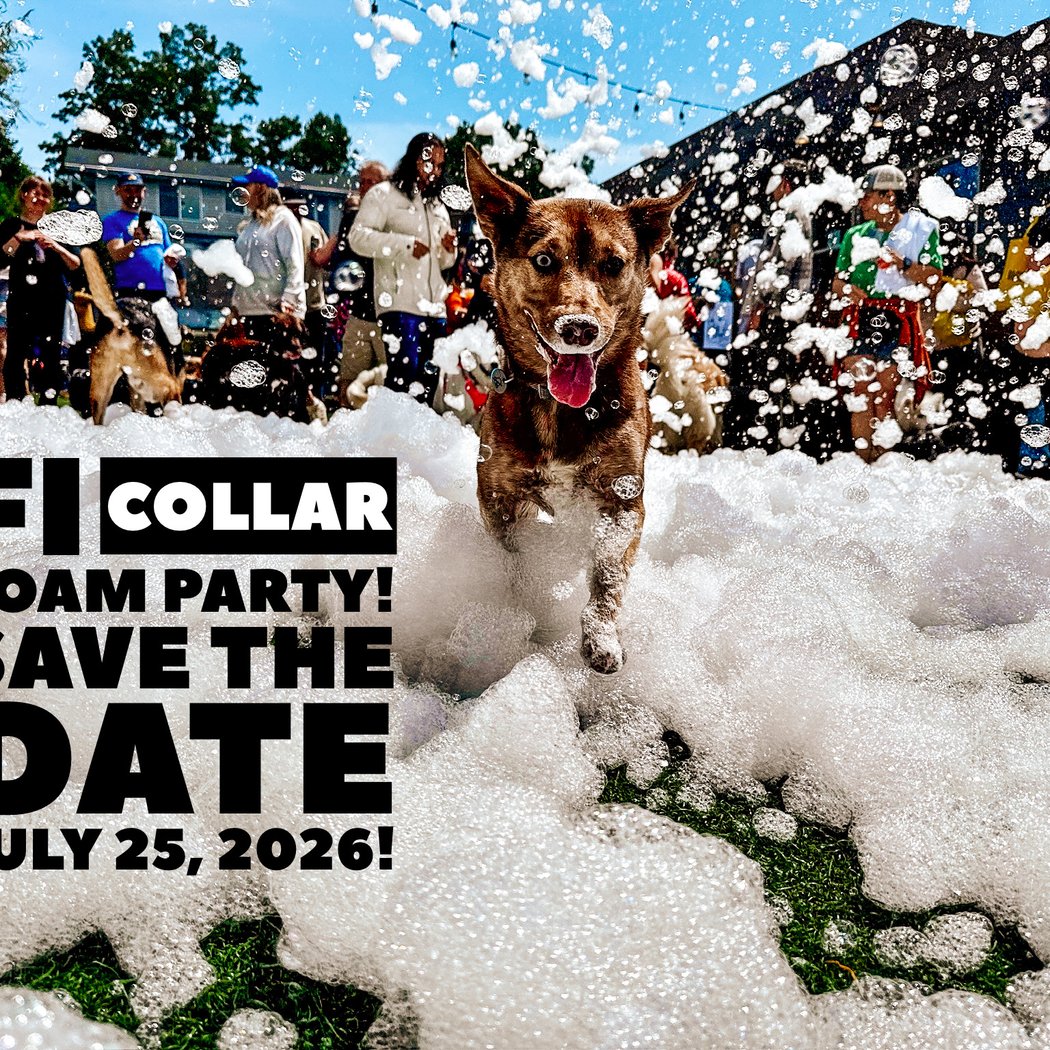 Fi Collar Foam Party 1