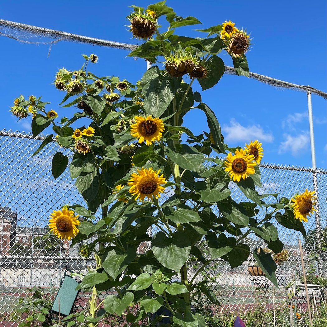 Forest Hills Community Garden 1