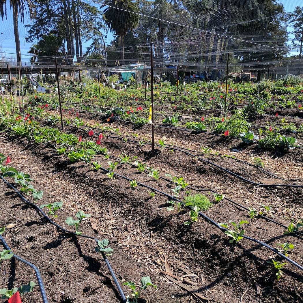 UC Gill Tract Community Farm 2