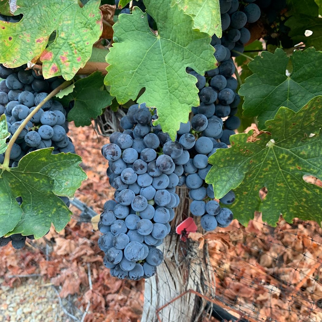 Prolific Vines Vineyard 1