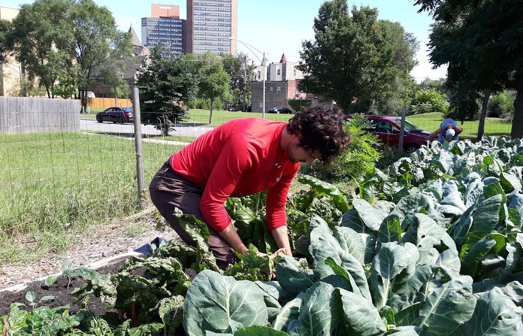 Bronzeville Neighborhood Farm 1