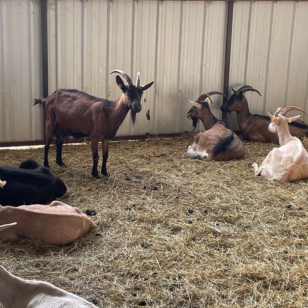 Farm Grenouillettes 2