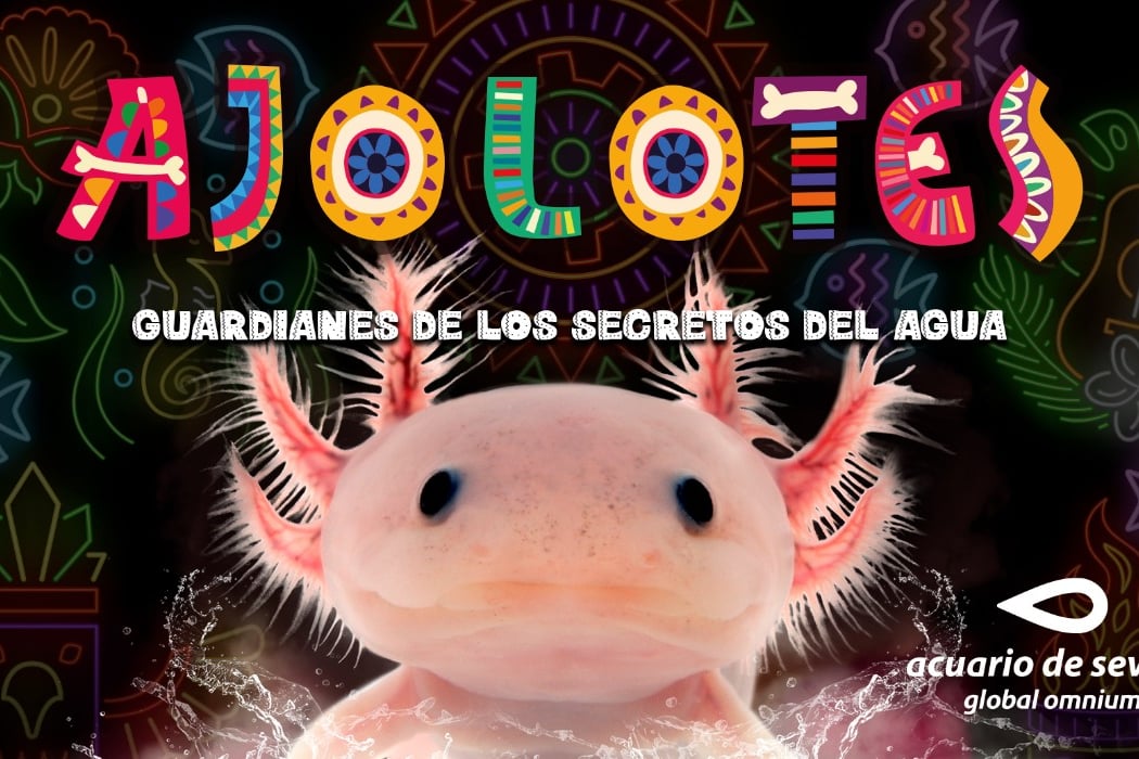 Instalación dedicada al ajolote