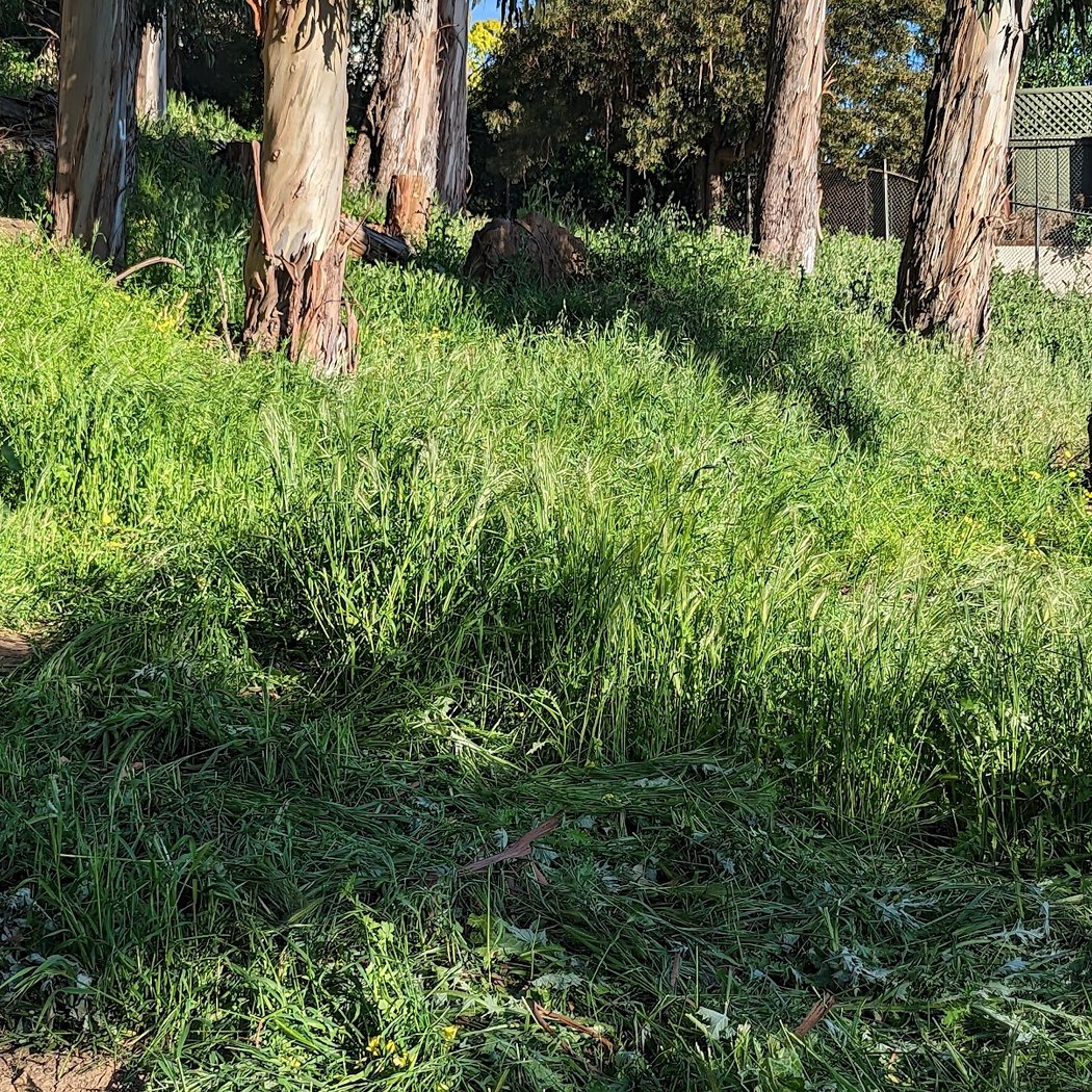 Sourgrass Path 3