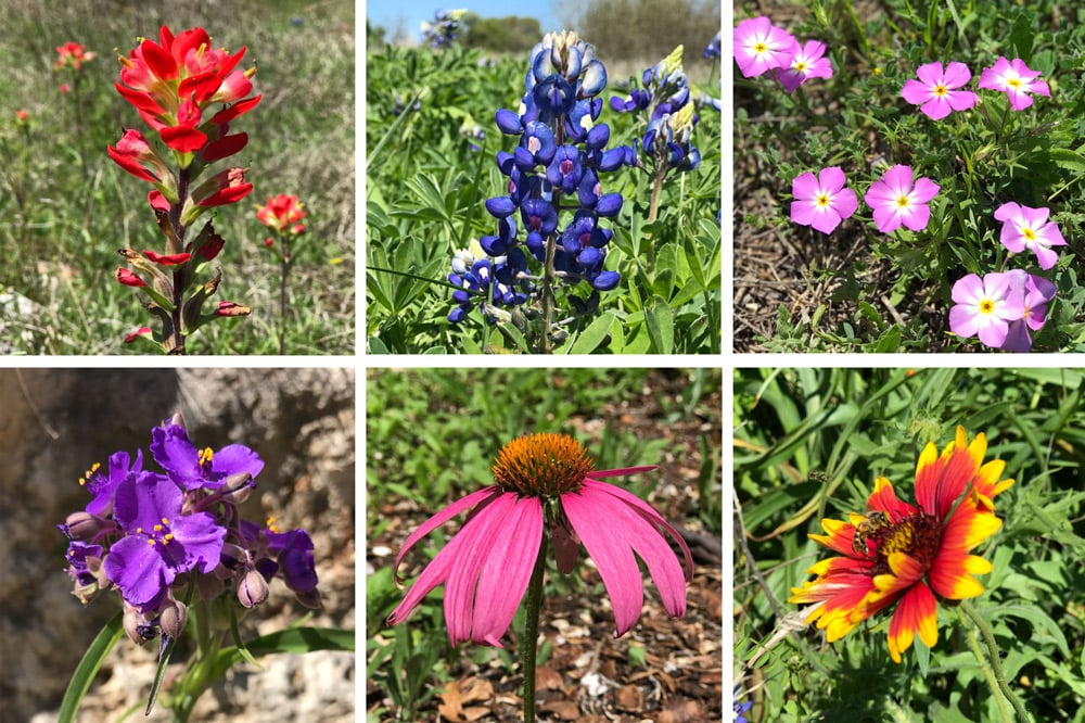 Plant Walk 4