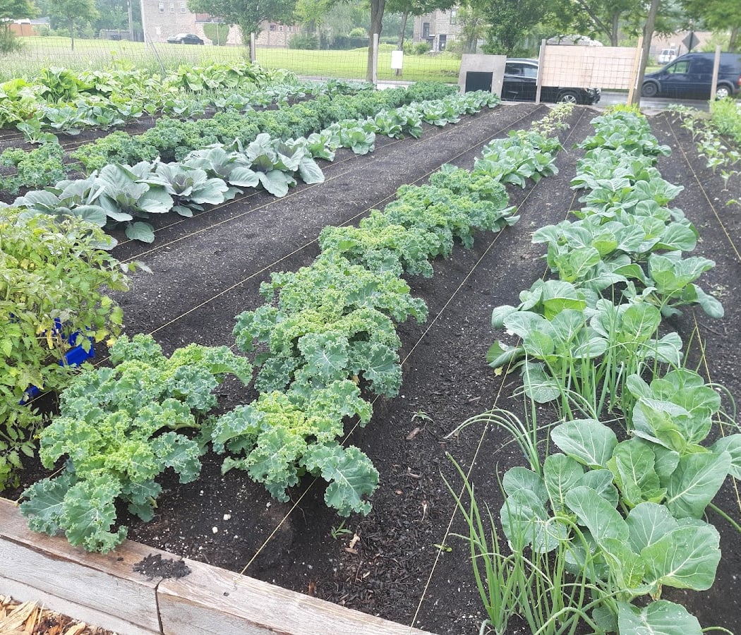 Bronzeville Neighborhood Farm 3