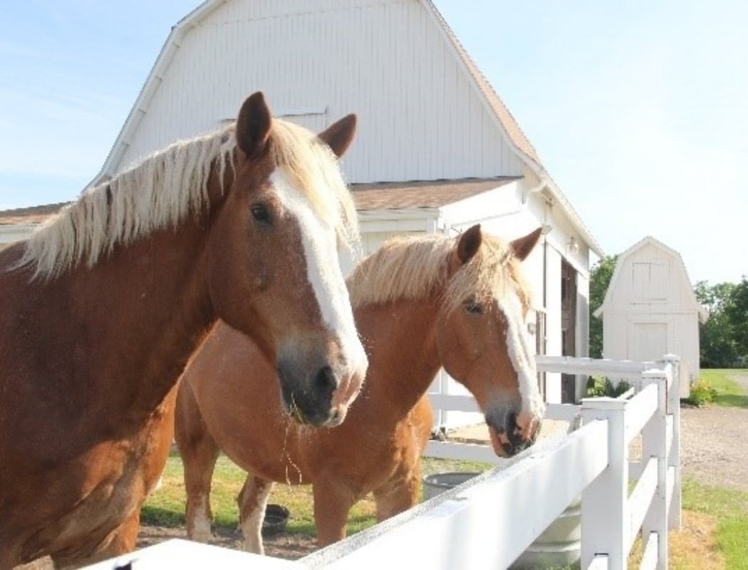 Homeschool: Farm Schooler 2
