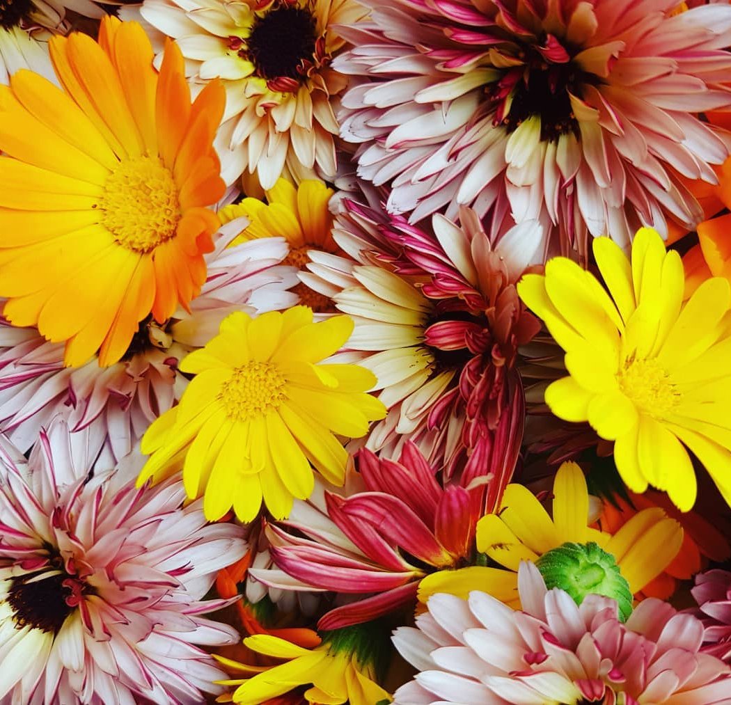 Le jardin de Pauline 85 - productrice de fleurs comestibles 1