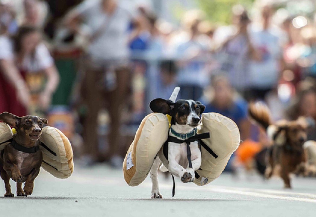 Wiener Dog Races 1