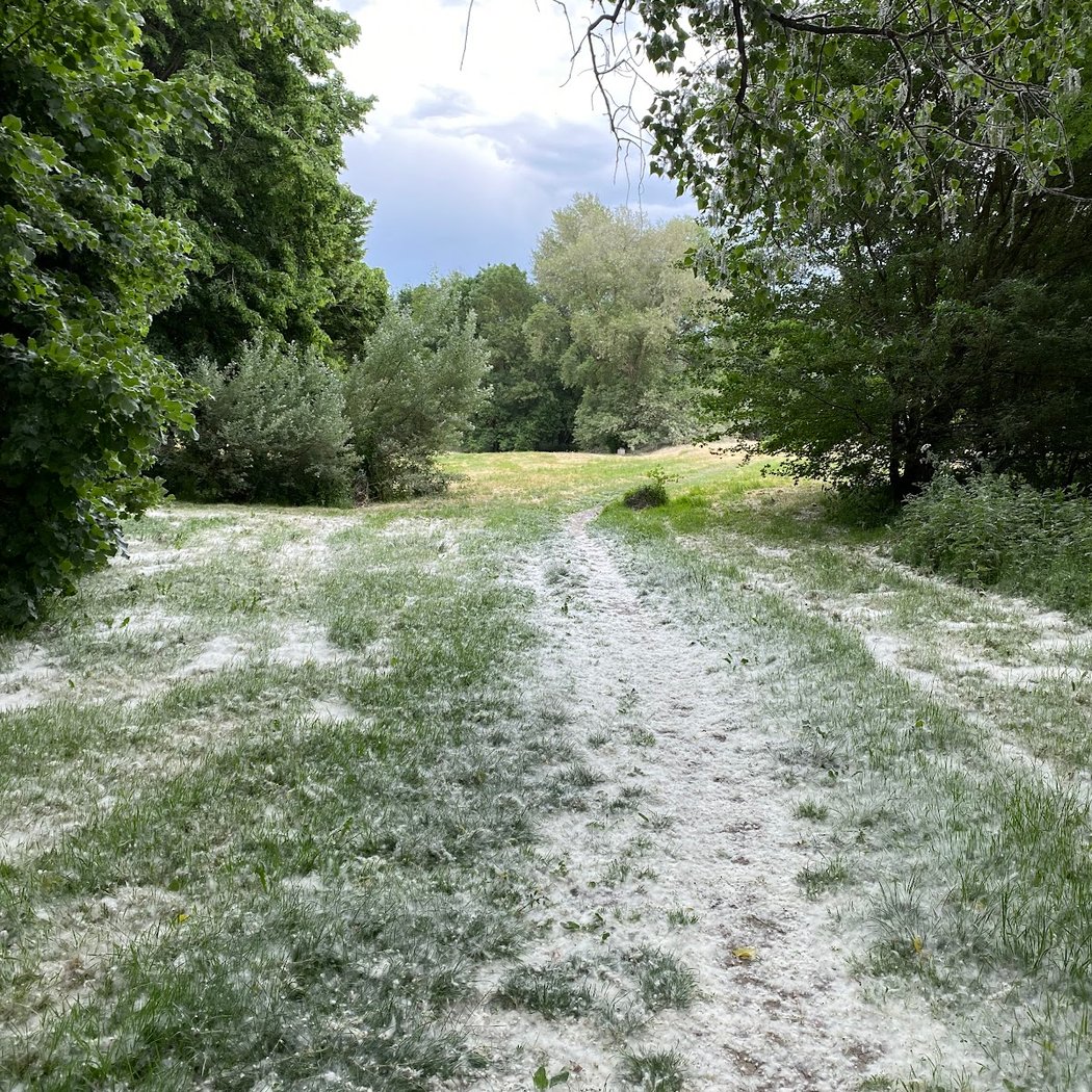 Sortie découverte des Plantes des prairies humides 1