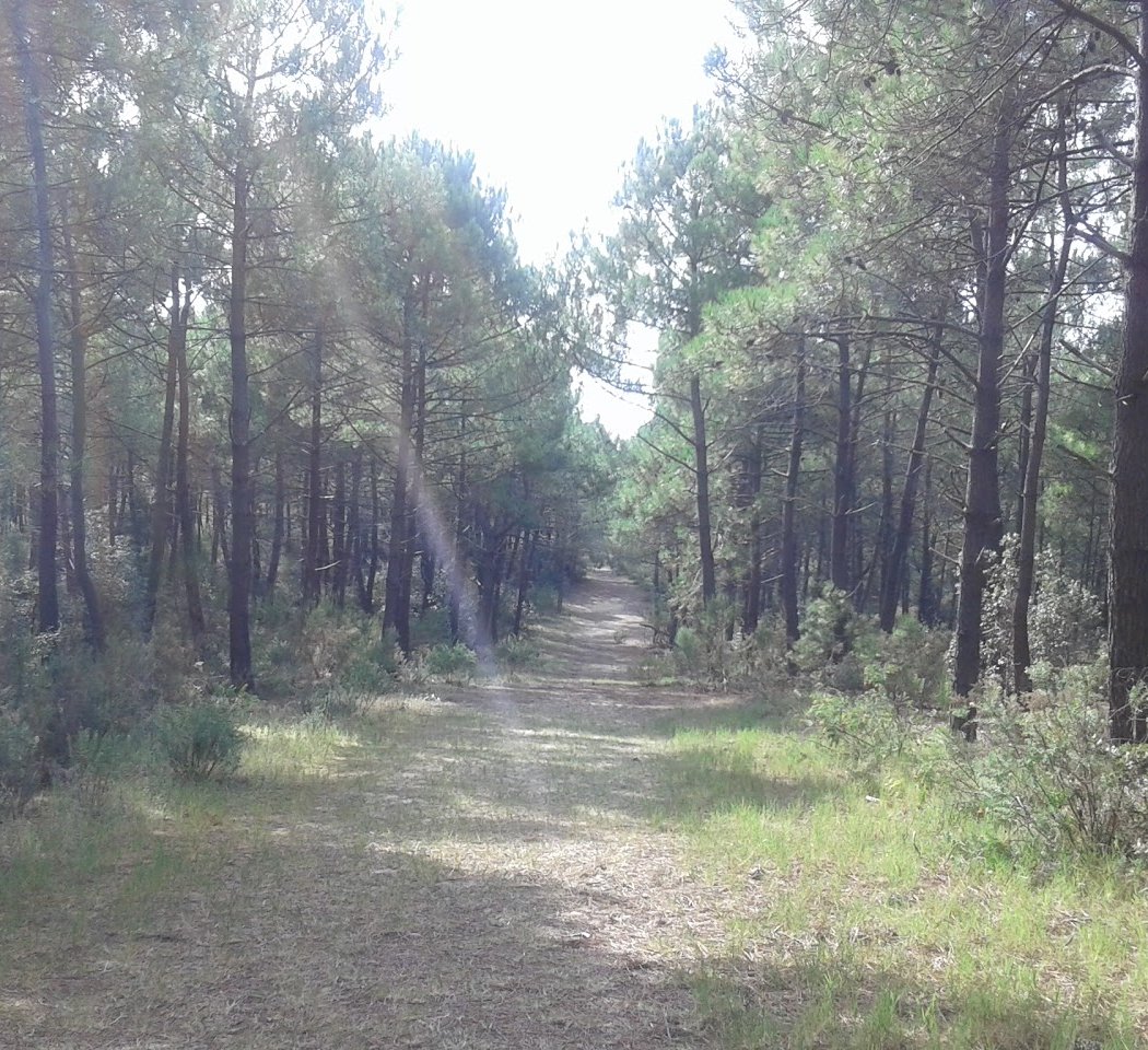 Forest of la Coubre 3