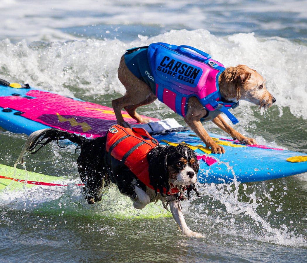 Surf Dog Surf-A-Thon 2