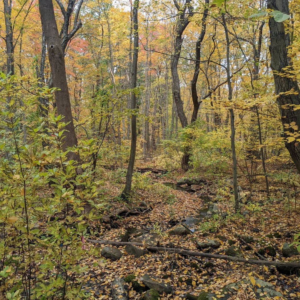 Restoration to Recreation: Mattahunt Woods Walk