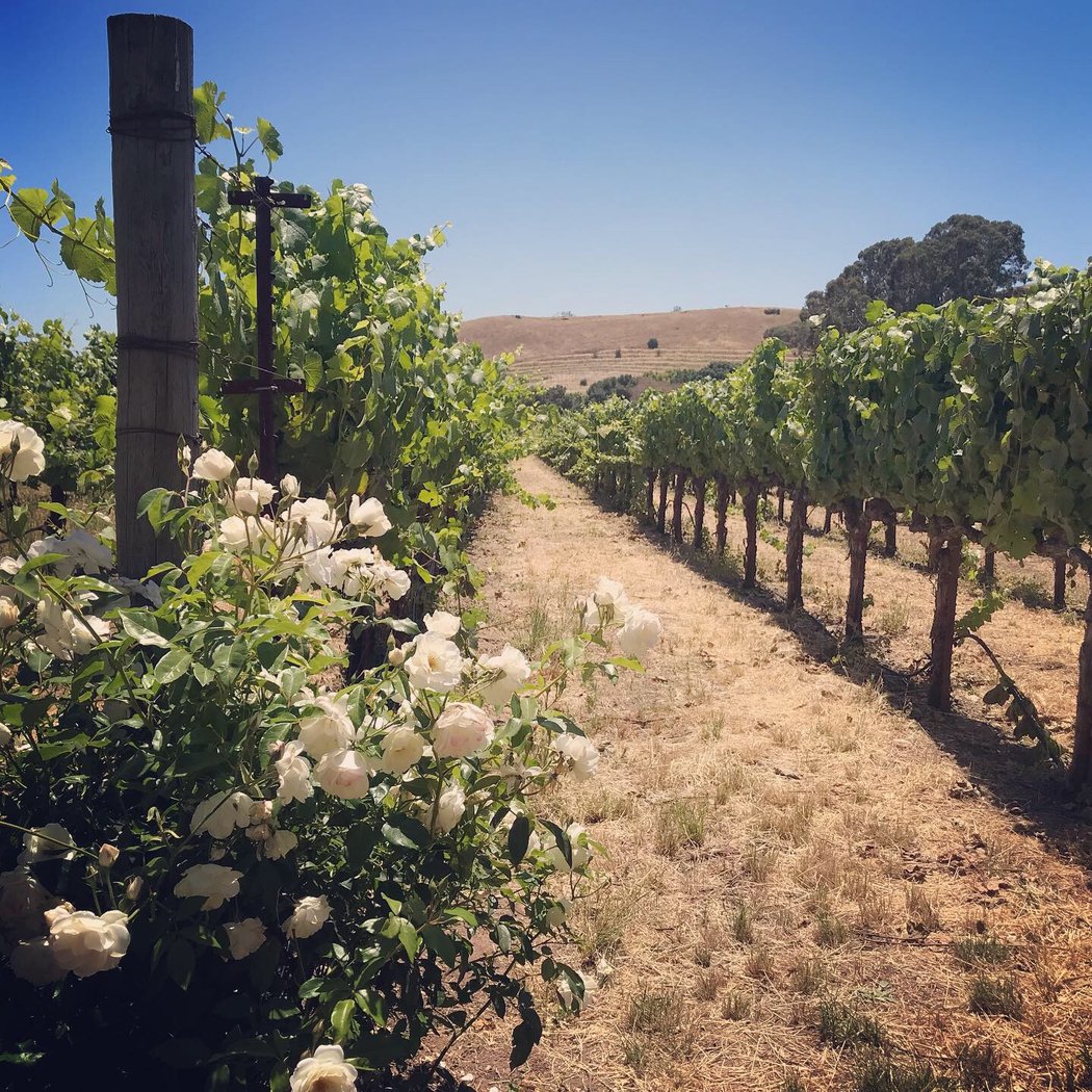 Napa Valley Wine Country Tours 2
