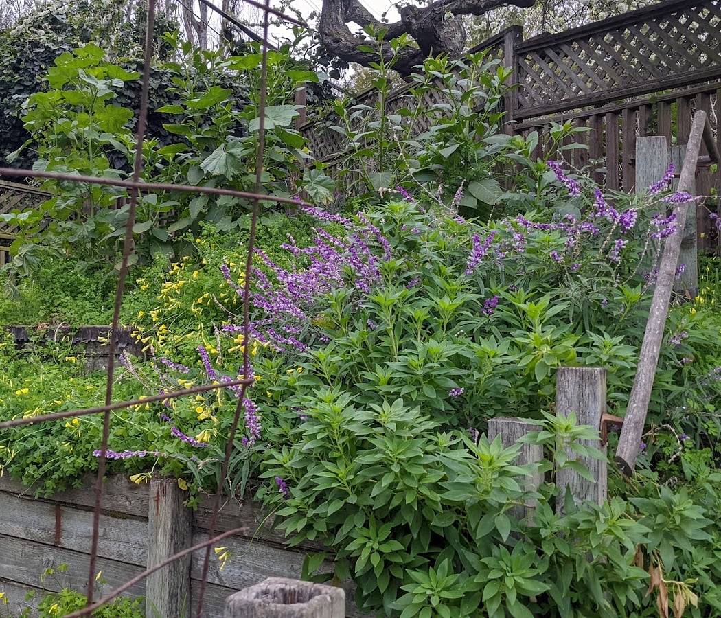 Connecticut Friendship Garden 1