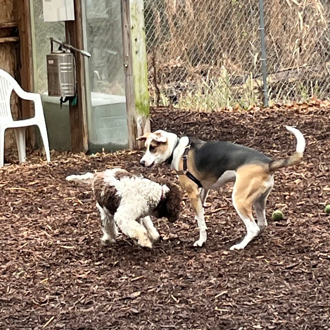 Ossining Dog Park 3