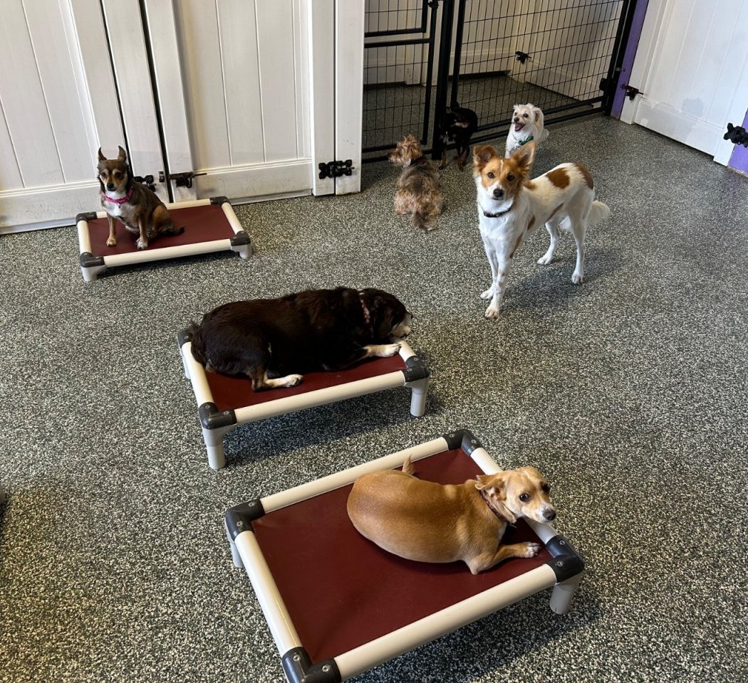 Dog Time! Stay and Play 3