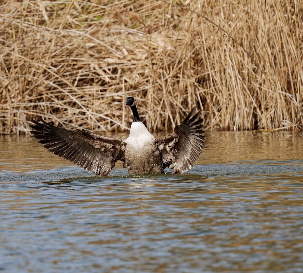 Suivi des oiseaux du Parc 1