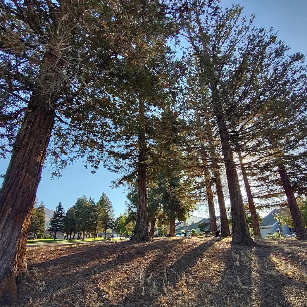 Cimarrón Park 1