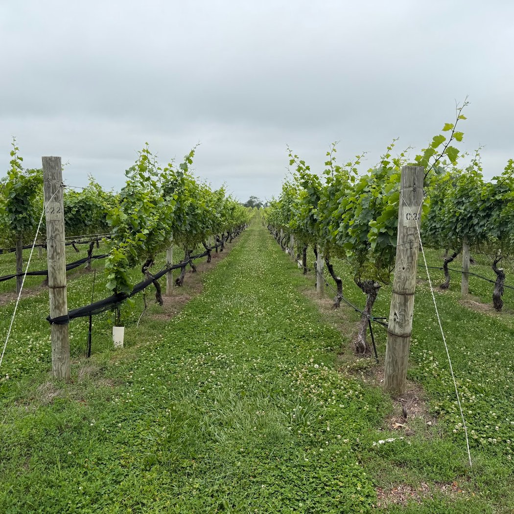 Crush Wine Experiences 2