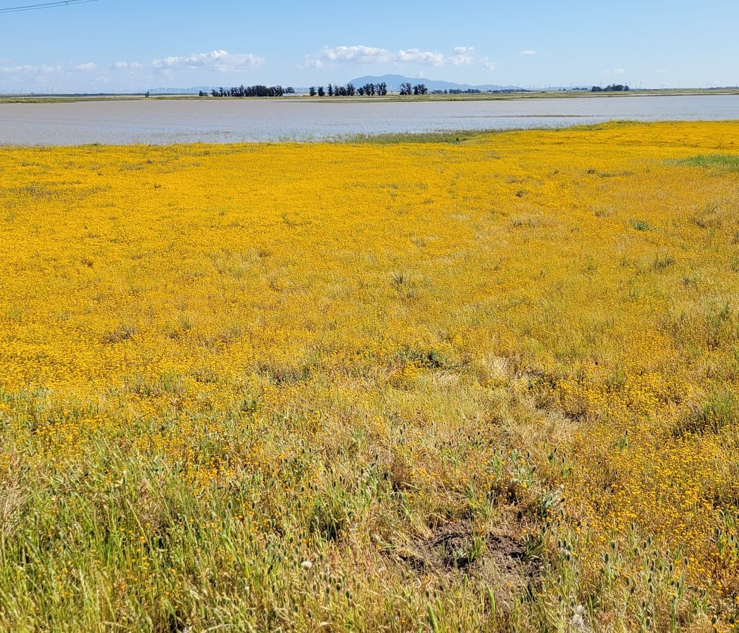 Wildflower & Critter Walk Tour 2