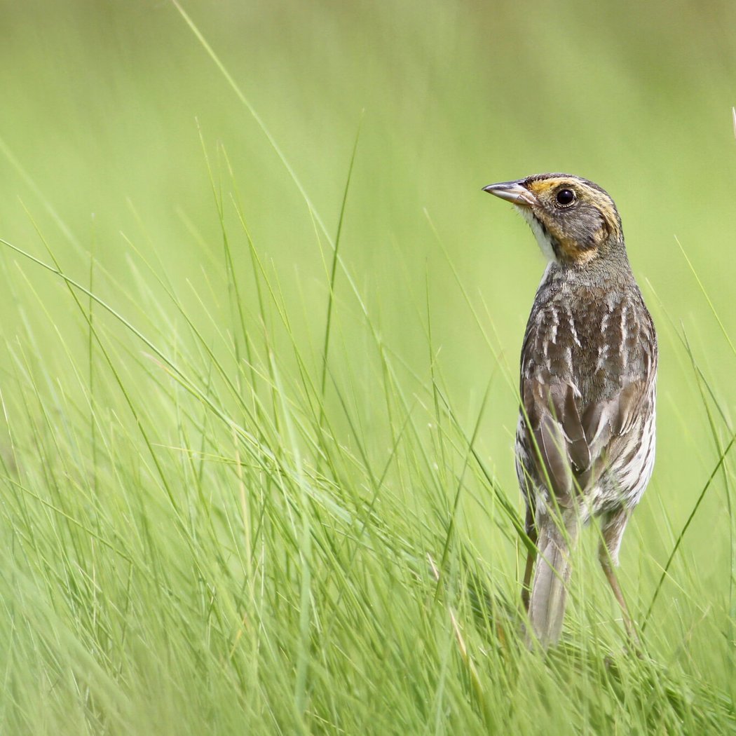 Fall Bird Walk at Belle Isle Marsh 1
