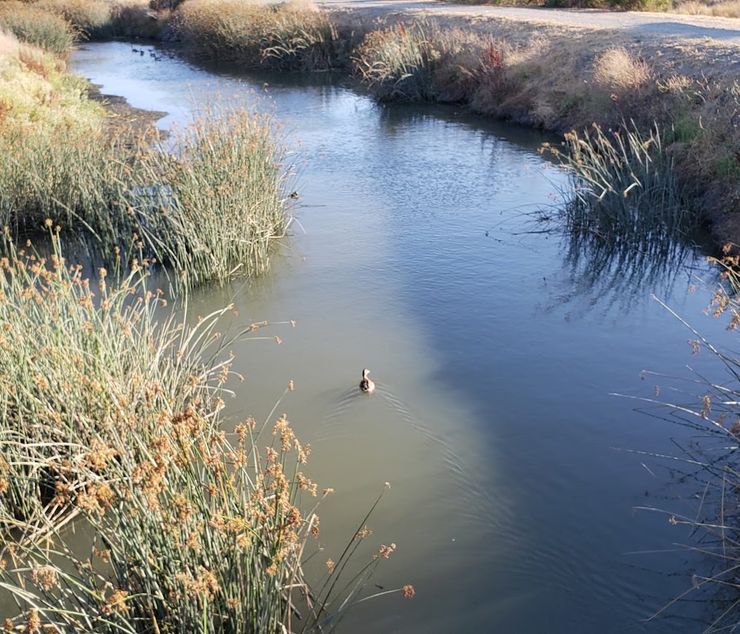 Saratoga Creek 1