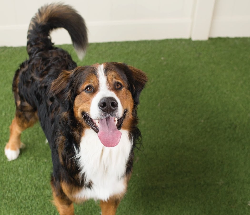 Camp Bow Wow Tri Valley / Livermore 1