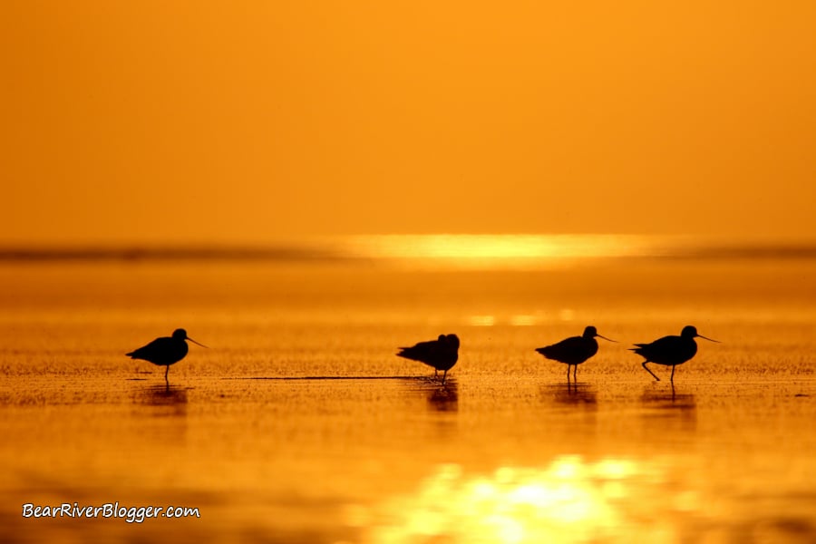 Saturday Morning Bird Walks 3