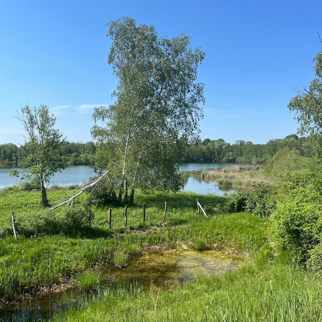 Marais d'Episy (Espace Naturel Sensible, pêche strictement interdite) 1