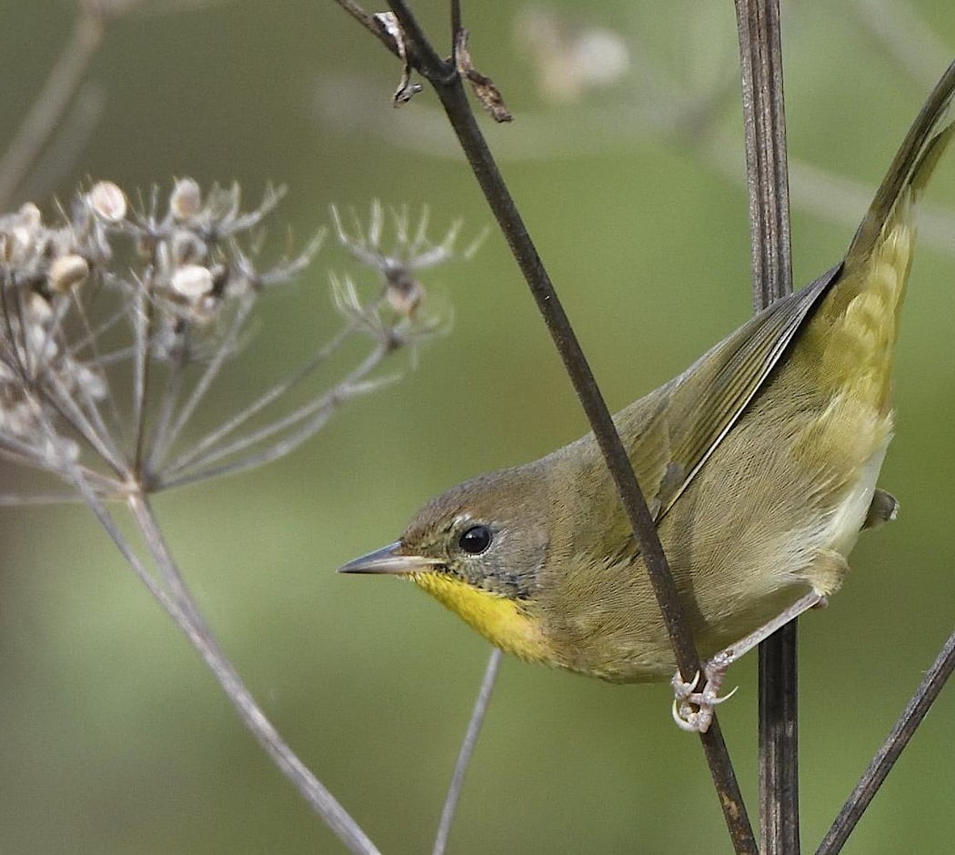 Wednesday Evening Fall Migration Bird Walk Series