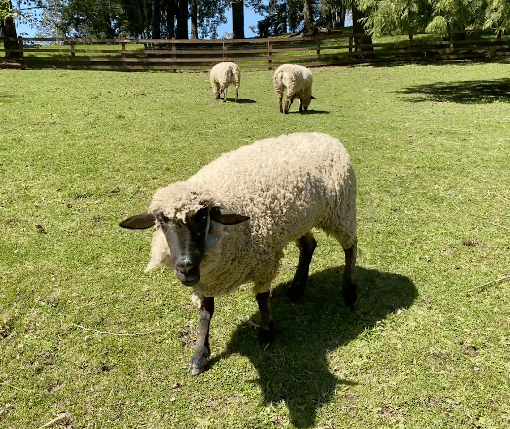 Kelsey Creek Farm 3