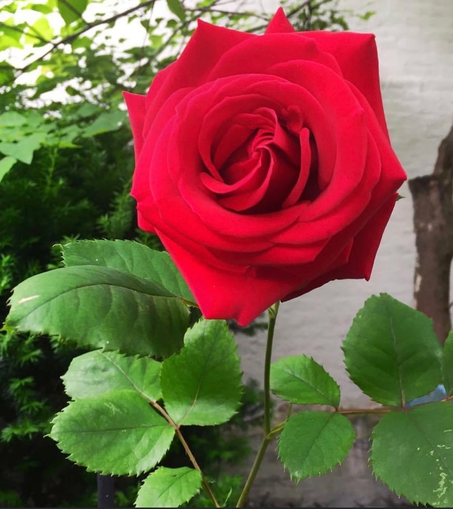 Maggie's Magic Garden 3