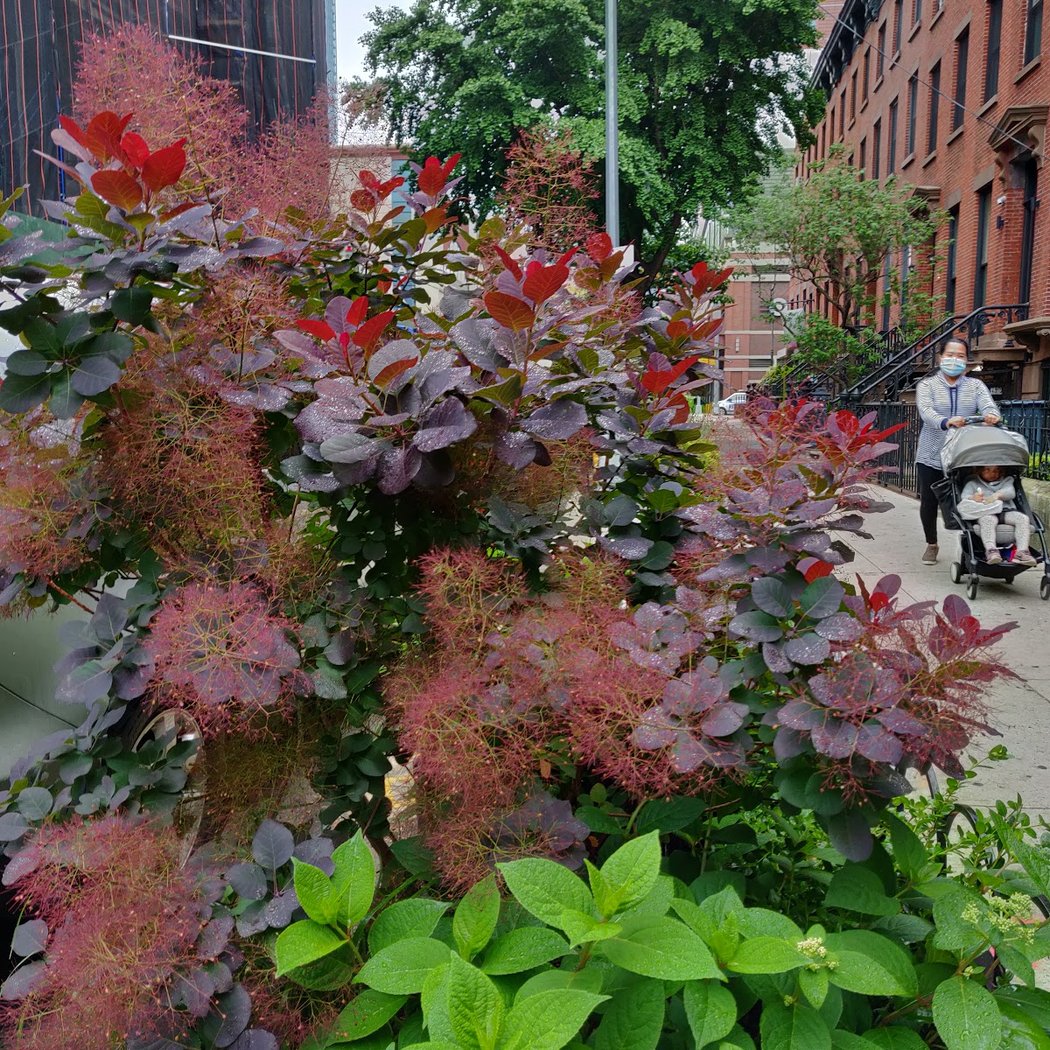Fort Greene - Navy Yard Walk & Talk to Build a Strong Parks System 4