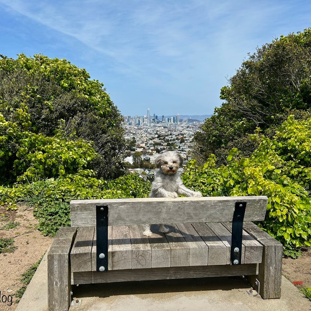 Walter Haas Playground Park 1