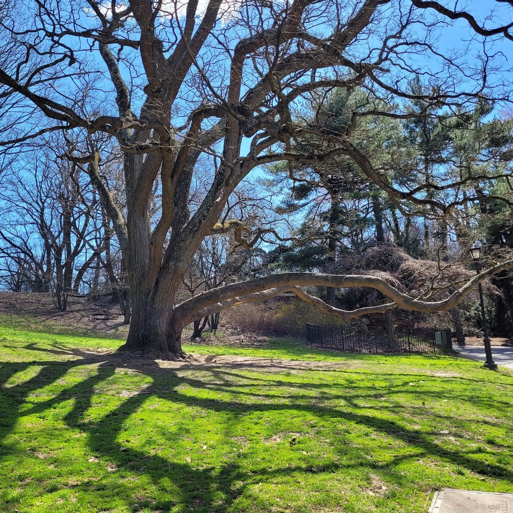 Camperdown Elm 2