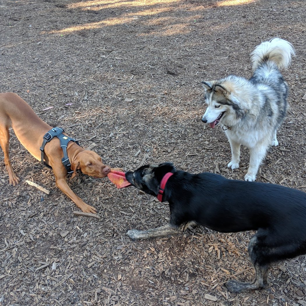 Joaquin Miller Dog Park 1