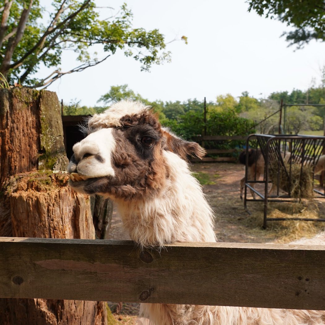 Bailiwick Animal Park and Riding Stables 1