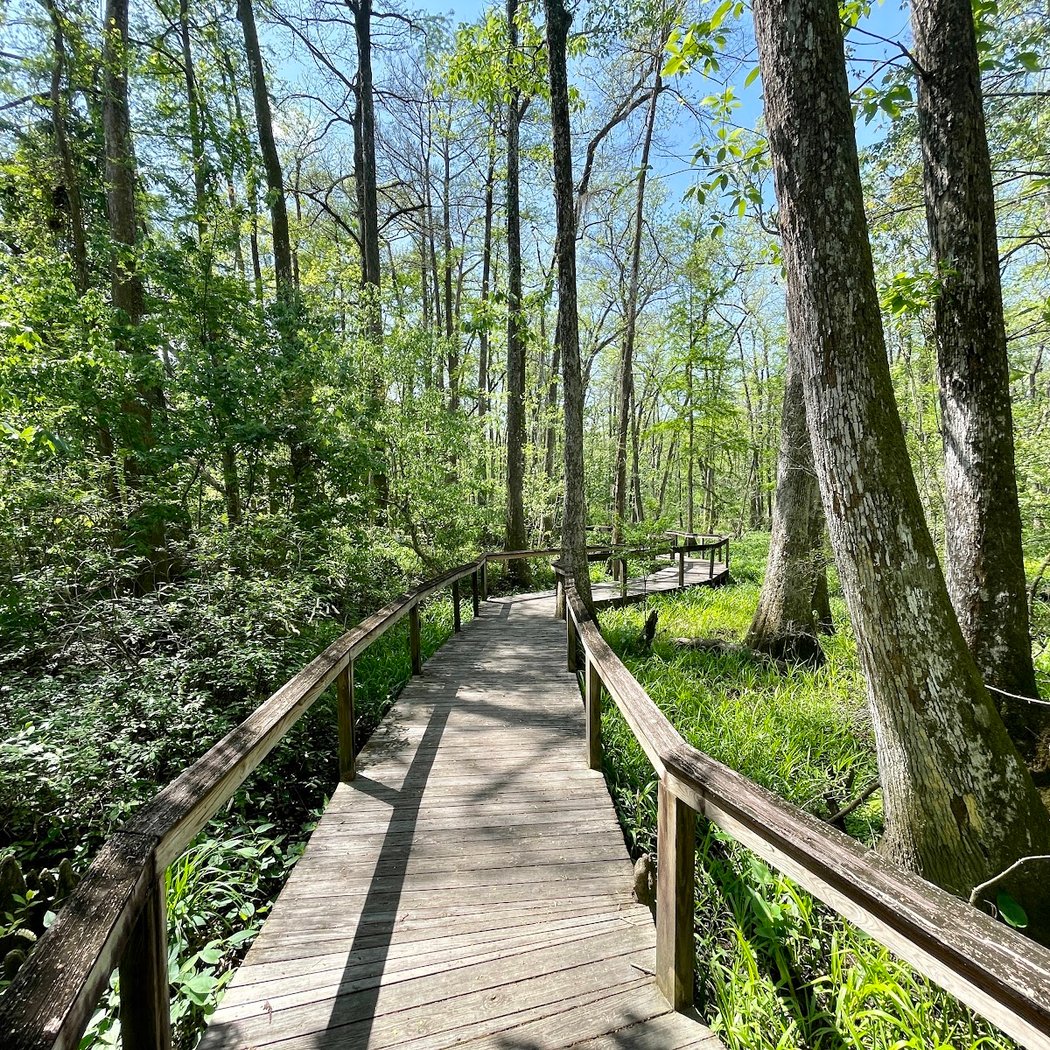 BREC's Bluebonnet Swamp Nature Center 1