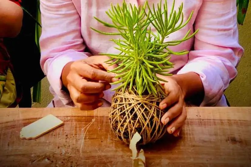 The Wabi-Sabi Arc - Kokedama Workshop 3