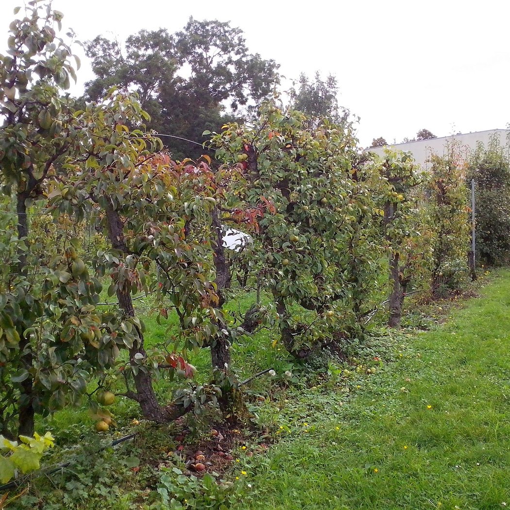 Visite guidée du verger historique de la Société Régionale d'Horticulture de Montreuil 3